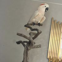 Cacatoès des moluque #3