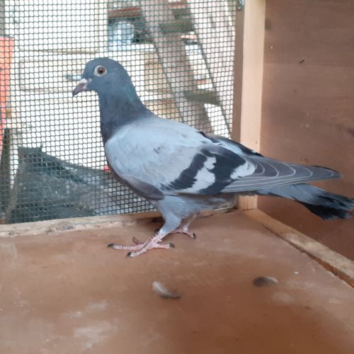 Jeunes pigeons type voyageur de couleur  bleue #3
