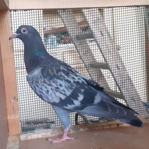 Jeunes pigeons type voyageur de couleur  bleue #5