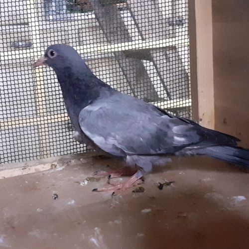 Jeunes pigeons type voyageur de couleur  bleue #7