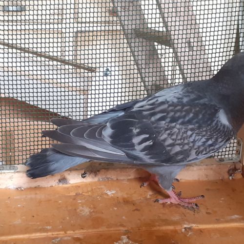 Jeunes pigeons type voyageur de couleur  bleue #8