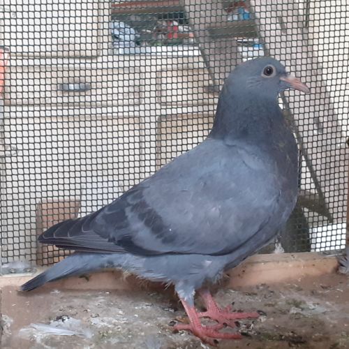Jeunes pigeons type voyageur de couleur  bleue #10