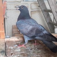Jeunes pigeons type voyageur de couleur  bleue #1