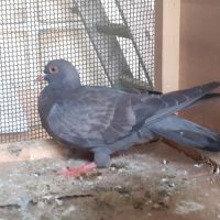 Jeunes pigeons type voyageur de couleur  bleue #2