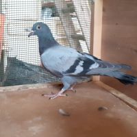 Jeunes pigeons type voyageur de couleur  bleue #3