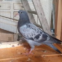Jeunes pigeons type voyageur de couleur  bleue #4