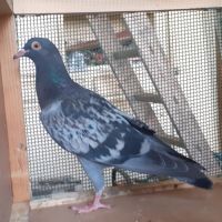 Jeunes pigeons type voyageur de couleur  bleue #5
