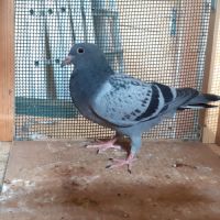 Jeunes pigeons type voyageur de couleur  bleue #6