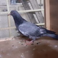 Jeunes pigeons type voyageur de couleur  bleue #7