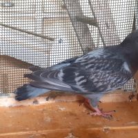 Jeunes pigeons type voyageur de couleur  bleue #8