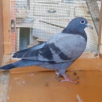 Jeunes pigeons type voyageur de couleur  bleue