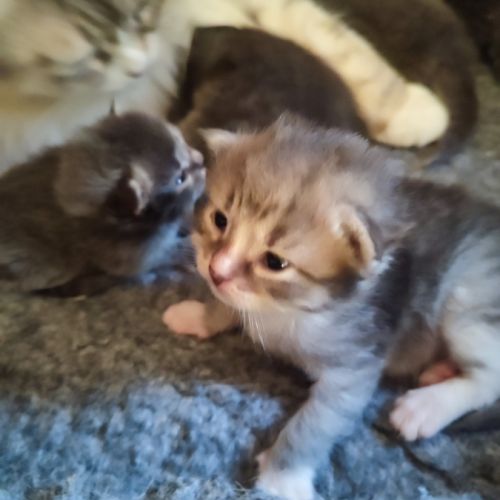 A réserver chatons sibérien #1