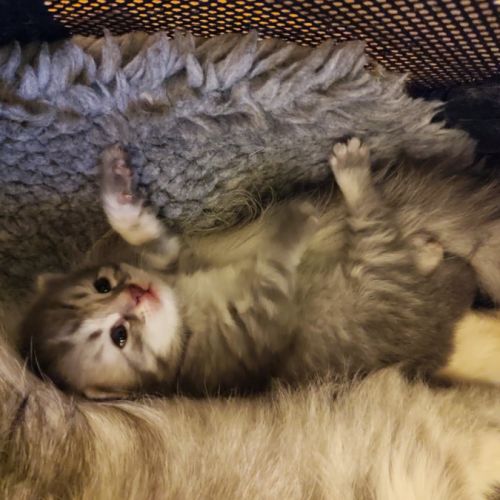 A réserver chatons sibérien #3