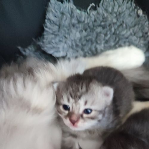 A réserver chatons sibérien #4