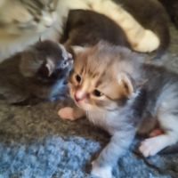 A réserver chatons sibérien #1