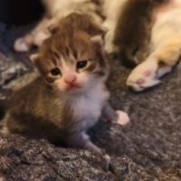 A réserver chatons sibérien
