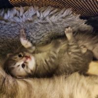 A réserver chatons sibérien #3