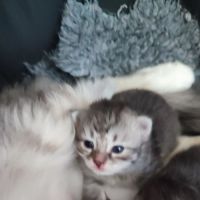 A réserver chatons sibérien #4