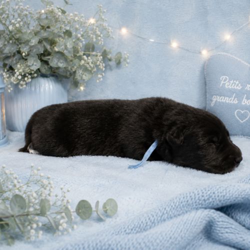 Magnifique chiots berger belge groenendael #1