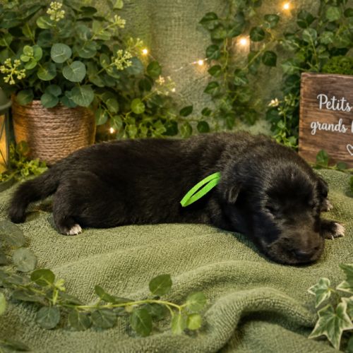 Magnifique chiots berger belge groenendael #4
