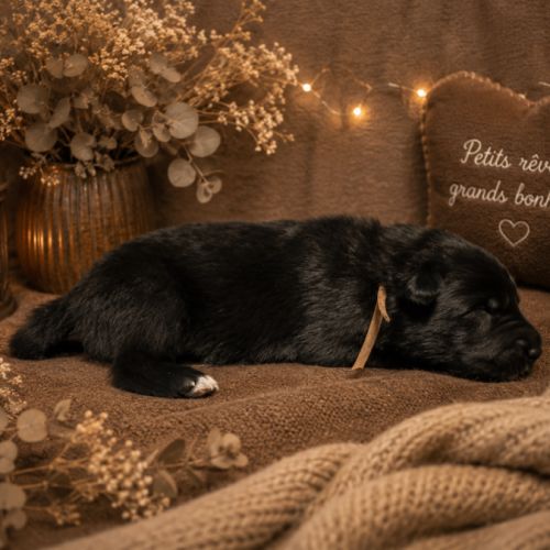 Magnifique chiots berger belge groenendael