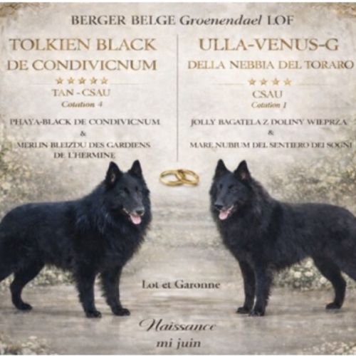 Magnifique chiots berger belge groenendael #6