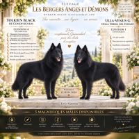 Magnifique chiots berger belge groenendael