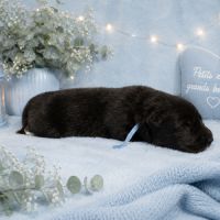 Magnifique chiots berger belge groenendael #1