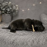 Magnifique chiots berger belge groenendael #3