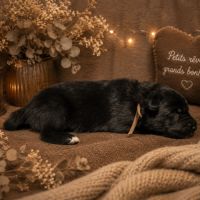 Magnifique chiots berger belge groenendael
