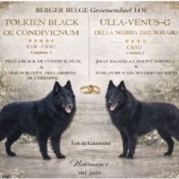 Magnifique chiots berger belge groenendael #6