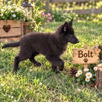 Magnifique chiots berger belge groenendael #2