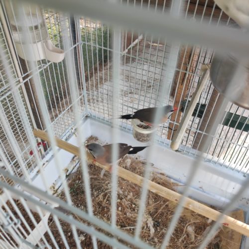 Echange plusieurs oiseaux