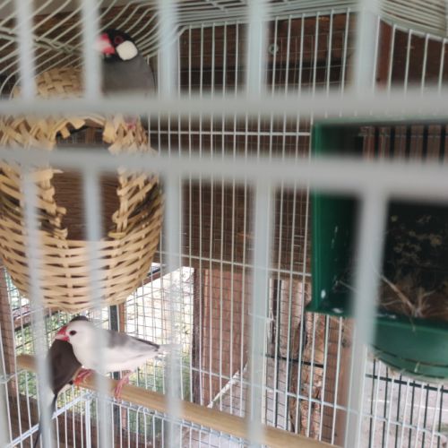 Echange plusieurs oiseaux #2