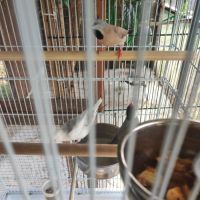 Echange plusieurs oiseaux #3