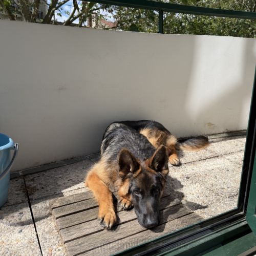 Jeune berger allemand de 10 mois #1