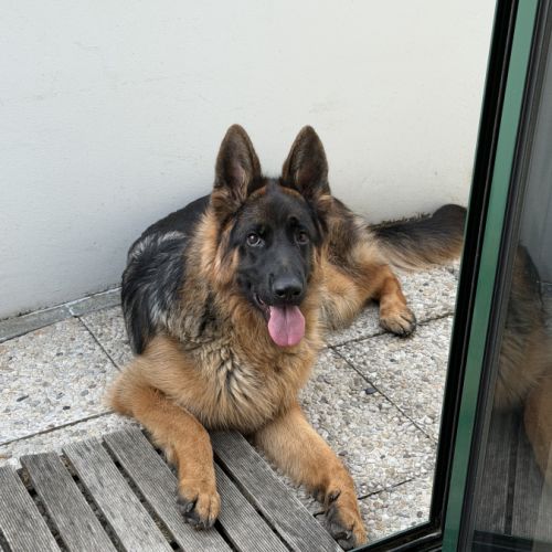 Jeune berger allemand de 10 mois