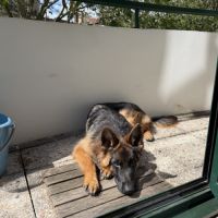 Jeune berger allemand de 10 mois #1