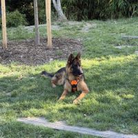 Jeune berger allemand de 10 mois #3