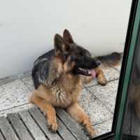 Jeune berger allemand de 10 mois #4