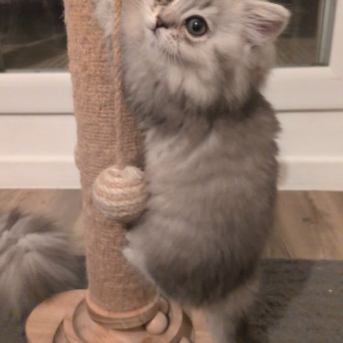 British longhair et shorthair #1