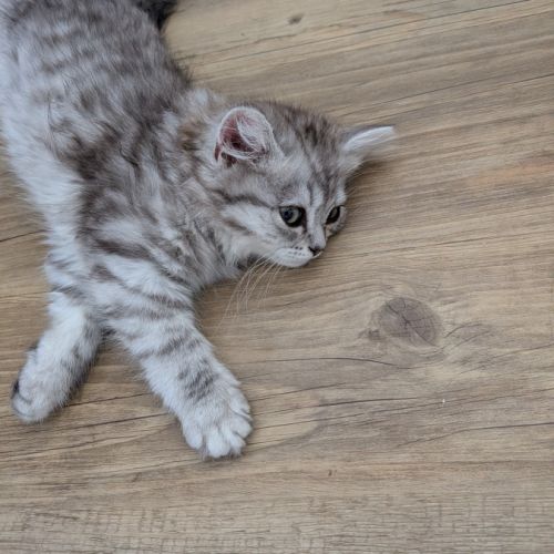 British longhair et shorthair #4