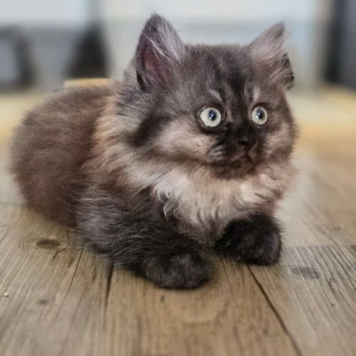 British longhair et shorthair #10