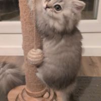 British longhair et shorthair #1