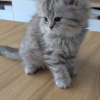 British longhair et shorthair #2