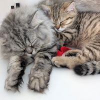 British longhair et shorthair #3