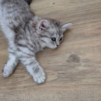 British longhair et shorthair #4
