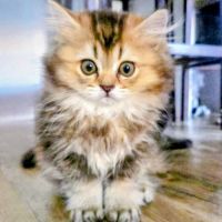 British longhair et shorthair