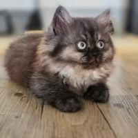 British longhair et shorthair #10
