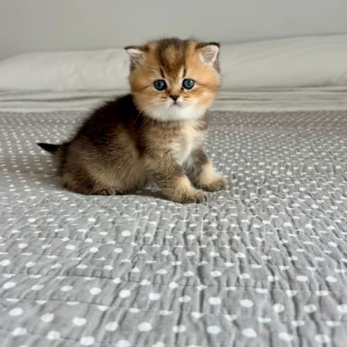 Adorables chatons british shorthair et longhair #1